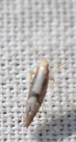 Argyresthia sp.